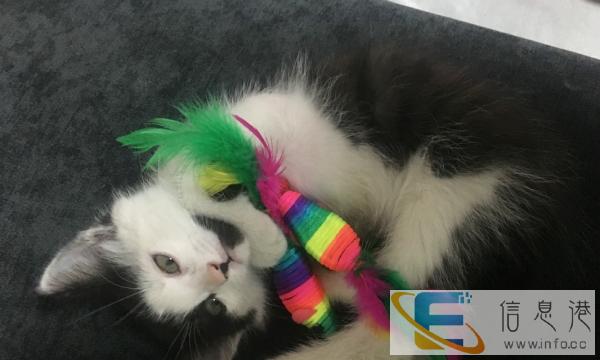 家养的三个月小猫弟弟半卖半送,寻求爱猫人士