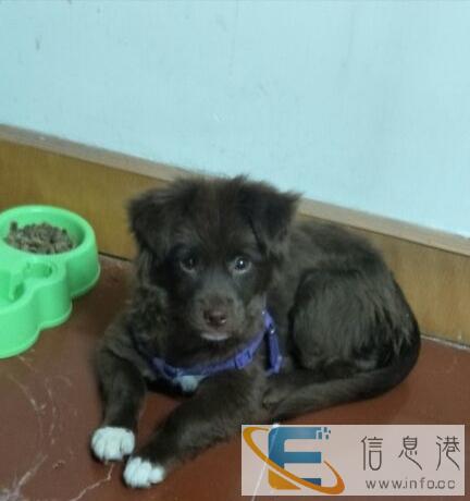 小型犬长不大,想让陪十五的,应个头原因,往好心人收养