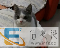 出售英短蓝猫两只