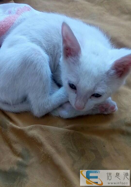 诚心领养纯白小猫