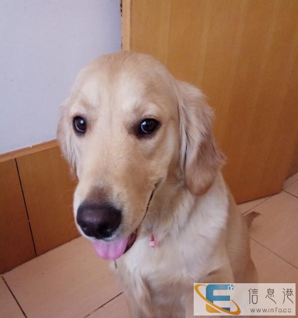 一岁半金毛寻男友