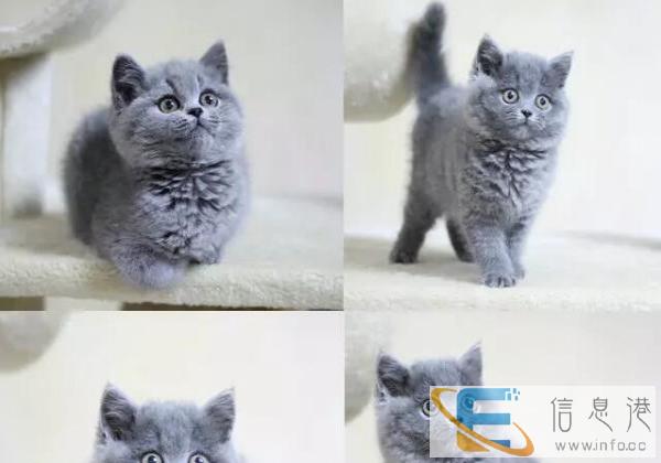 CFA认证 火柴直血 橘眼 繁育级