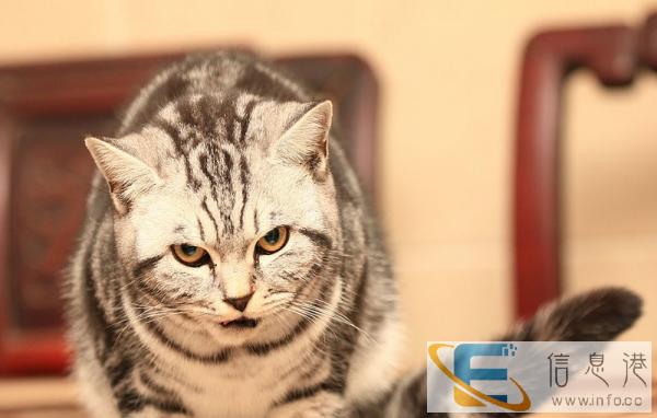 虎斑小奶猫转让