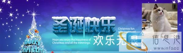 西宁咪咕喵屋长期出售美短、英短、折耳、暹罗,布偶等批发