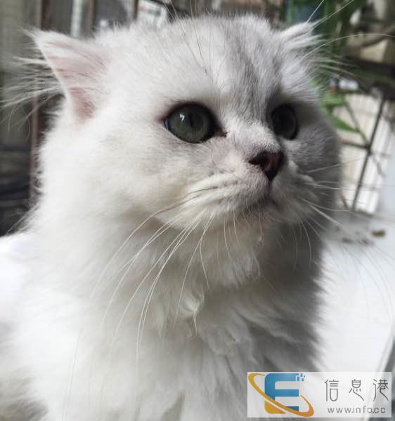 CFA 出售金吉拉加菲猫 蓝猫银渐层 等