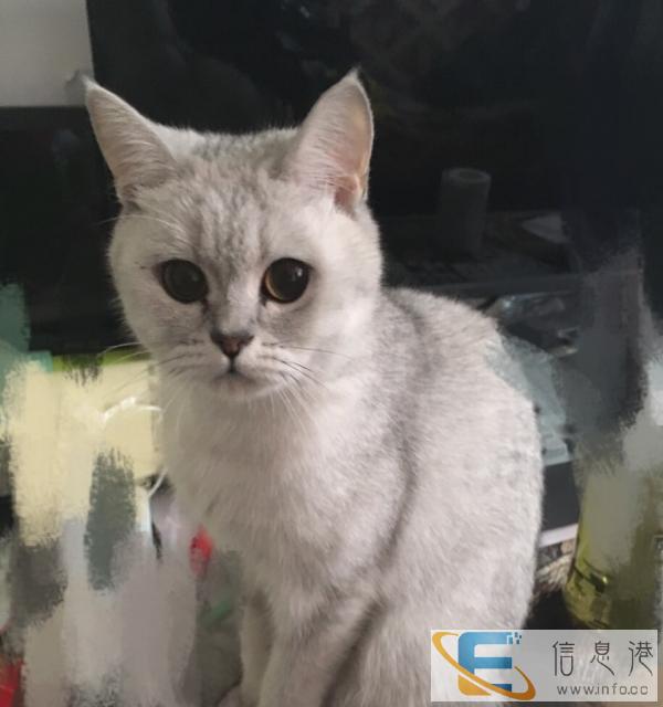 转让自家生英短银渐层,一胎三公一母,父母品相优良