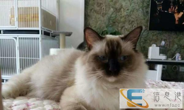 出售纯种布偶猫弟弟 蓝双 海豹 重点色 蓝眼睛气质