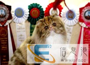 梦宠宠物中心出售单C异国短毛加菲猫等待新家