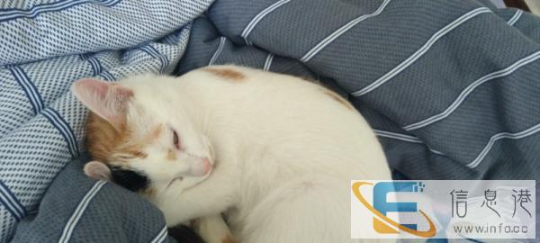 干净卫生5月龄猫咪赠送