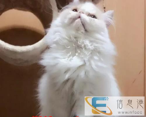 猫舍繁殖一窝漂亮可爱的波斯猫,高品质包活