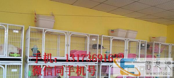 猫舍专业繁殖出售苏格兰折耳猫 疫苗已做包健康