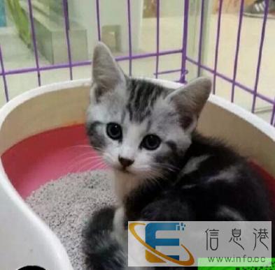 梦宠宠物中心出售美短小帅价格优惠欢迎咨