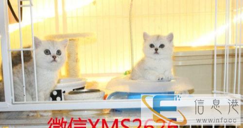 虎斑加白 美短加白 美国短毛猫 起司猫