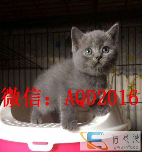 平安夜狂欢纯种蓝猫火爆出售品相好可上门挑选