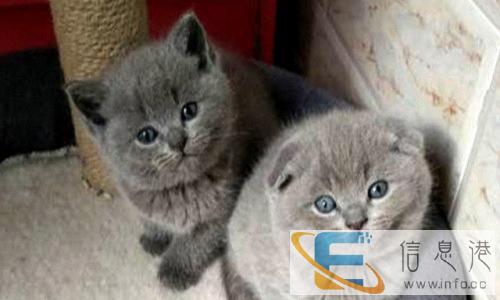 可爱花色折耳猫弟弟妹妹查找妈妈啦