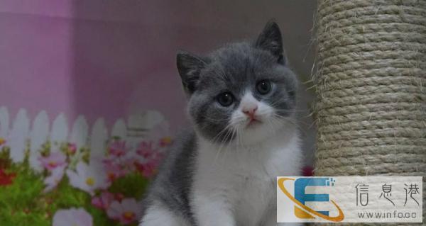 相貌标致 体态优美 赛级双血统 健康可签协议