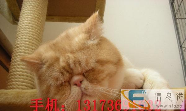 出售小可爱萌萌哒短毛猫猫咪 加菲体型肥大,健康活公母都有
