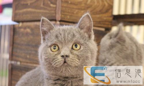 出售双血统蓝猫,父母均带CFA证书