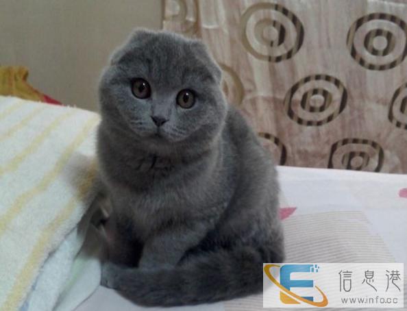 纯种英短、美短 折耳猫猫转让