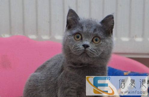 超萌可爱蓝猫出售 乖巧粘人