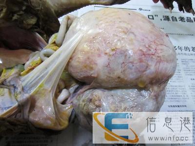 贵州哪里高价收购羊宝 牛宝现金个人收购