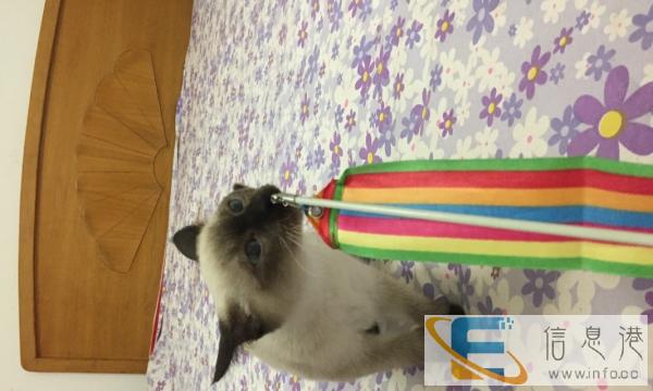 低价转家养纯种暹罗 找新家