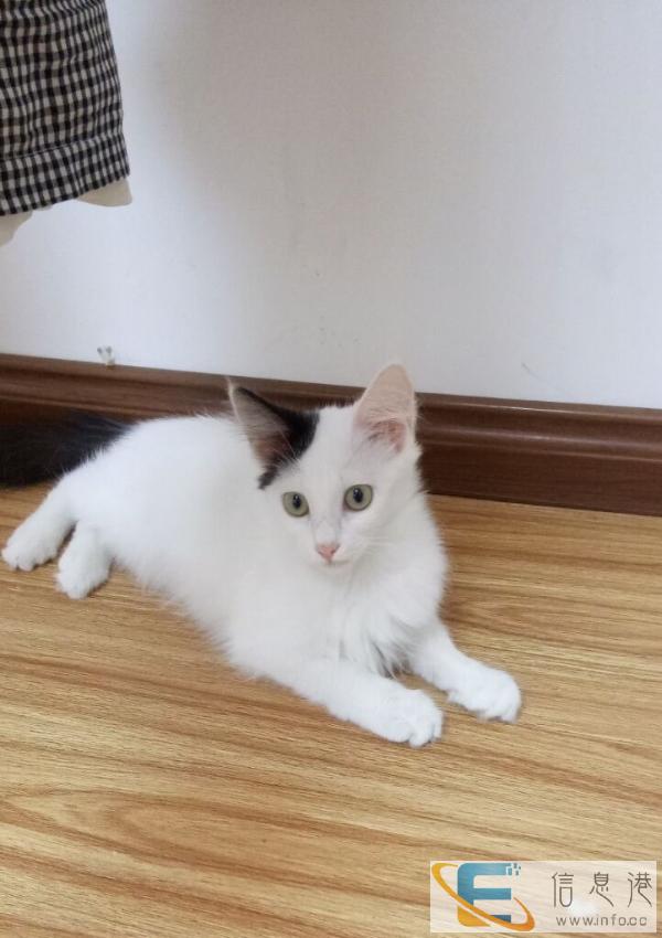 谁想领养一只小猫