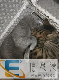 蓝猫弟弟找女朋友