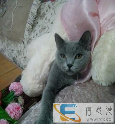 可爱猫咪造型家看上快来能给朋友们带来好运,好快乐,哈哈 亲