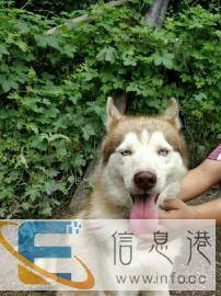 精品哈士奇超级种公对外配种了黑色和红色