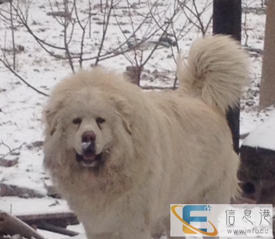 洛阳雪獒聪聪对外配种