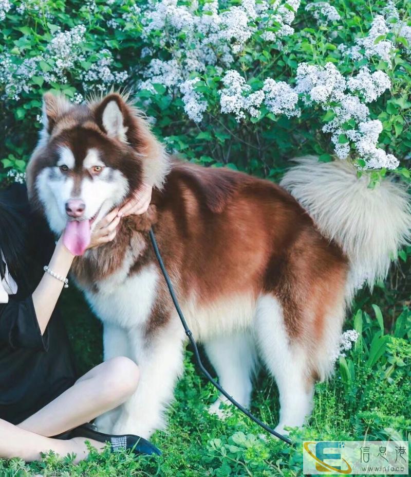 家养阿拉可借配