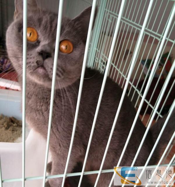 能生会带蓝猫找新家