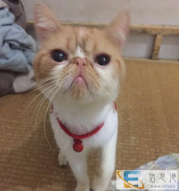 黄白加菲,转让 新家里两只猫,太累了