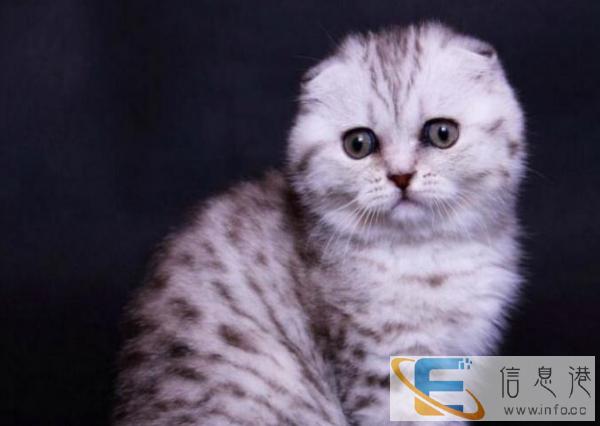 猫舍直销家养纯种虎斑猫多只可选健康双血统包售后