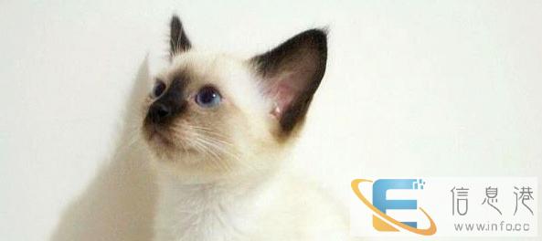 出售高品质暹罗猫 品相极佳暹罗猫