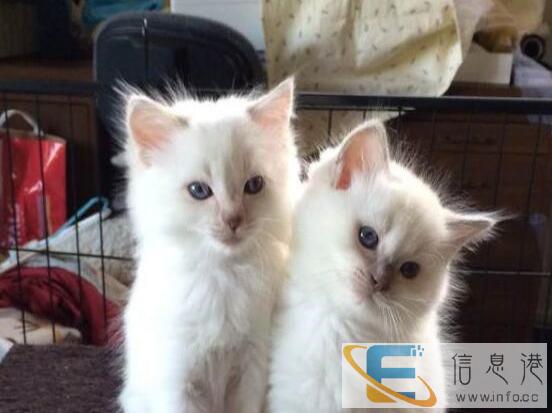 美国引进的赛级布偶猫的宝宝找新家