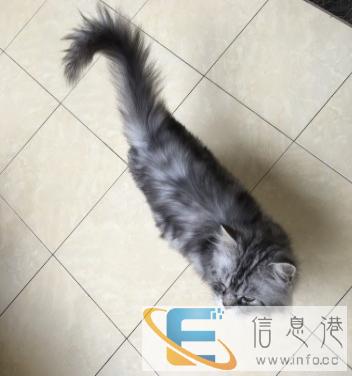 挪威森林,公猫,已做绝育