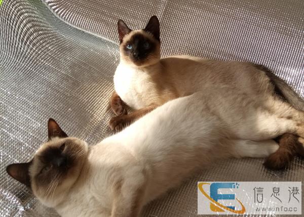 暹罗猫自家精心喂养