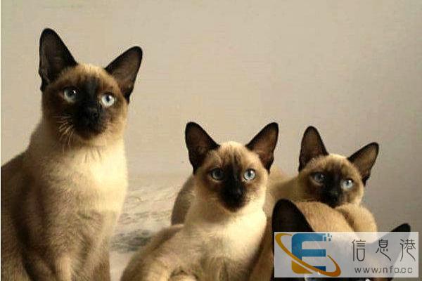 大眼睛暹罗猫超可爱 超萌爱干净宝贝非常健康