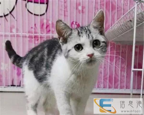纯种美短 美国虎斑猫 独特虎斑 加白公母都有