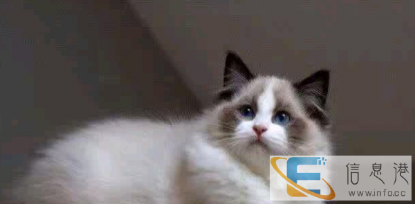 甜美可爱超级布偶猫