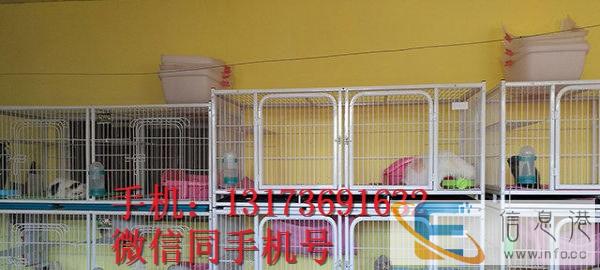 双血统证书、自家精心侍养,无病 尚好品像金吉拉幼猫