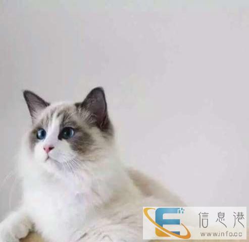cfa猫舍海豹山猫布偶猫公母都有