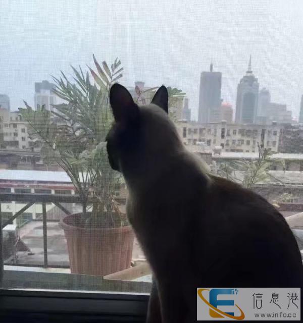 暹罗猫找女朋友
