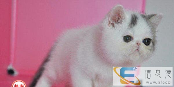 出窝加菲猫 金吉拉 布偶猫 蓝猫 折耳猫 全国包邮