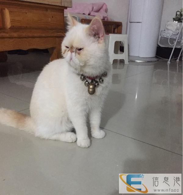 自家加菲猫想卖