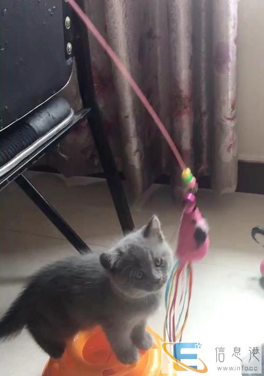 自家养的蓝猫,喜欢的赶快预定