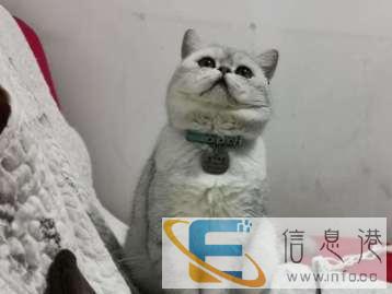 宠物配种价格600