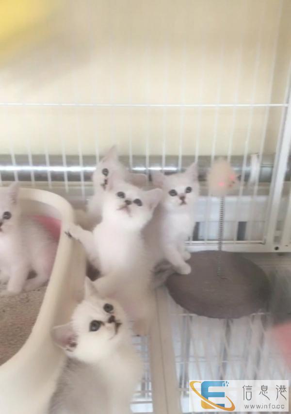 英短银渐层出售,打包优惠